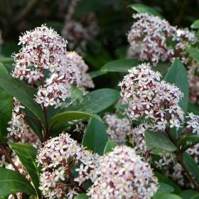 Skimmia japonica 'Marlot' 9cm